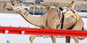 ميدان نجران للهجن يقيم سباق سن "الحقايق" غدا