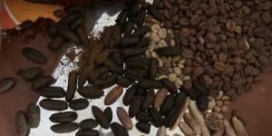 ضبط 600 كيلو بن مغشوش بنوى البلح ومنتهي الصلاحية في طنطا (صور)
