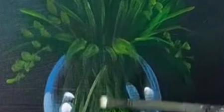 الأوبرا تستضيف معرض زهور 3.. 200 لوحة تحتفى بالطبيعة والإبداع