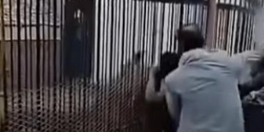 شاهد أسد يلتهم يد طفل يمنى في حديقة بصنعاء.. والطفل يصرخ: أين يدى