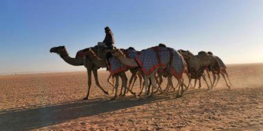 ميدان الهجن بنجران يُعلن نتائج سباق سنّ "اللقايا"
