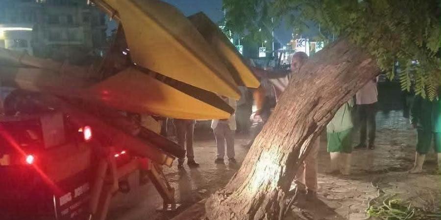 بعد سقوطها على عقار بمصر الجديدة.. إنقاذ شجرة عملاقة وإعادة زراعتها بأحدث معدات الدولة