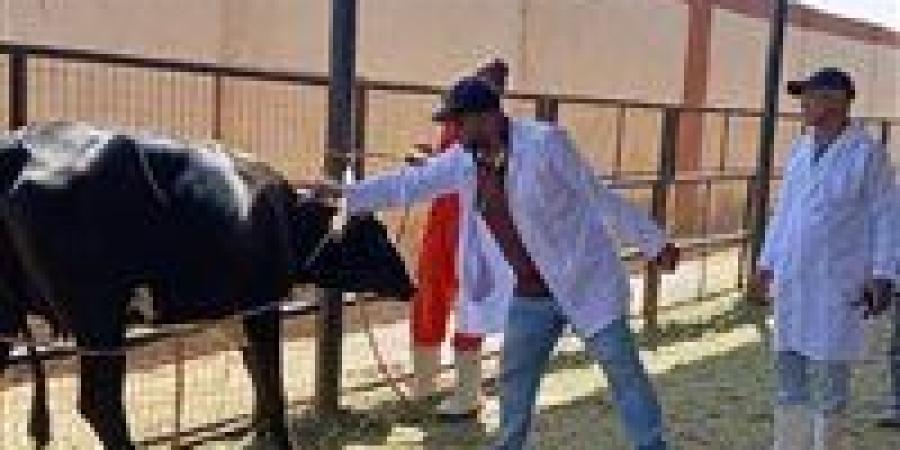 تحصين وعلاج ورقابة.. الطب البيطرى بأسوان يحمى الثروة الحيوانية بـ3 أشهر من العمل الميدانى